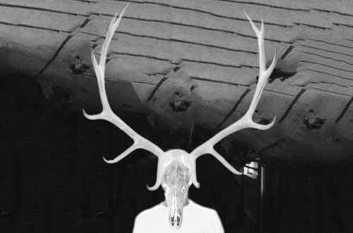 Shrouded Elk Photo